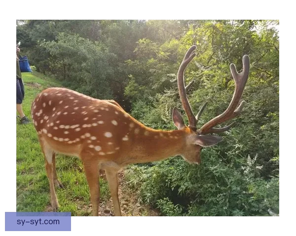 以色鹿导航引领全域旅途探索，让每段路线都精彩连贯